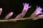 Fewflower blazing star